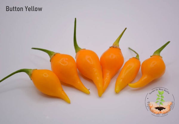 Piment Button Yellow graines
