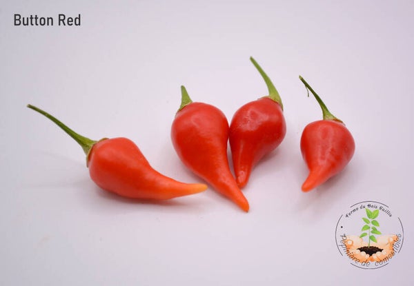 Piment Button Red graines