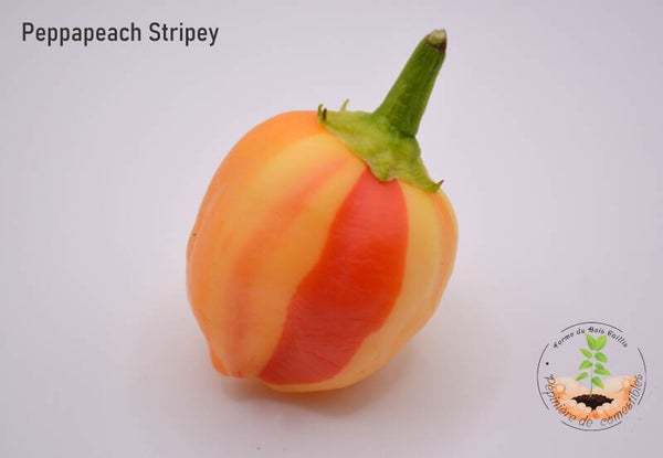 Piment Peppapeach stripey