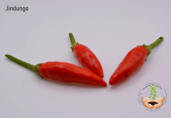 Piment Jindungo