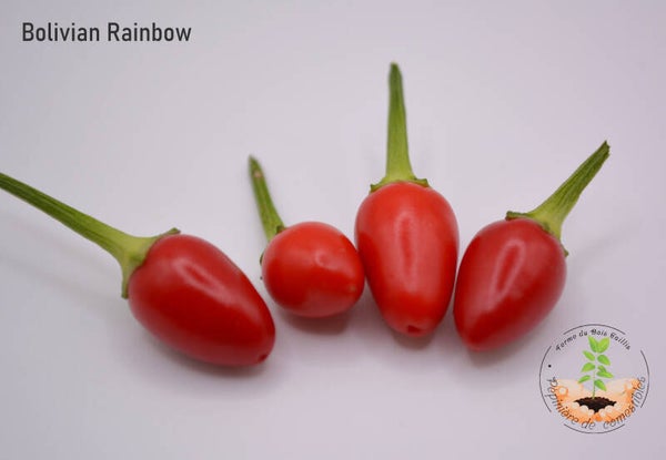 Piment Bolivian Rainbow graines
