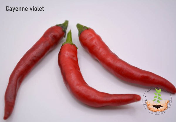 Piment de Cayenne violet