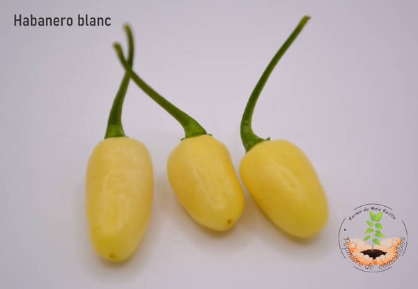 Piment Habanero Blanc du Pérou graines