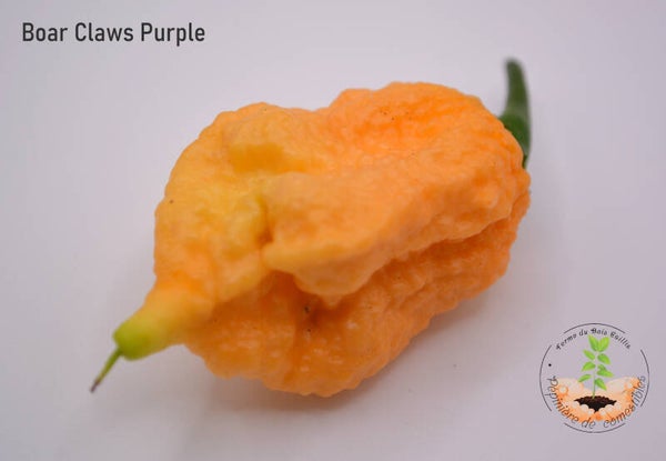 Piment Boar Claws Purple