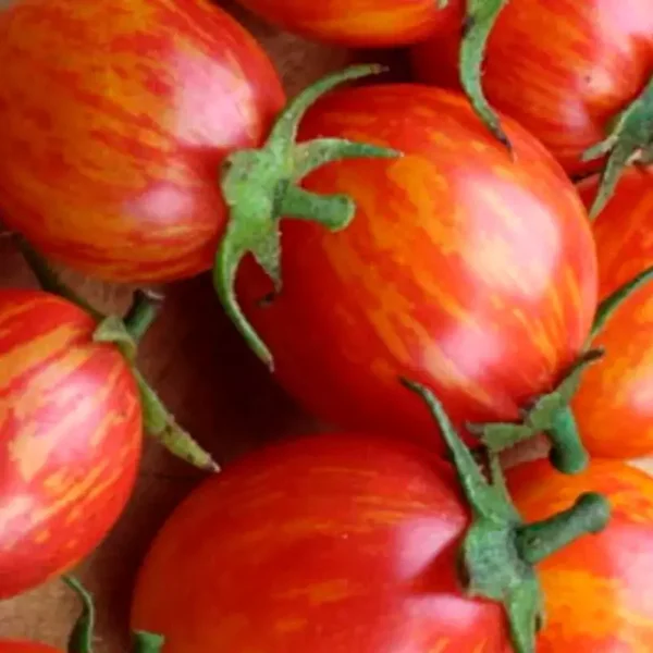 Tomate cerise Pink Bumble Bee