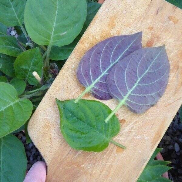 Plante fromage