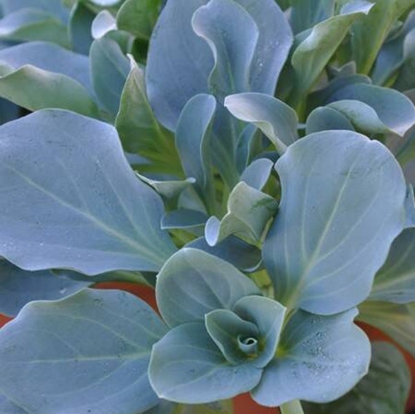 Martensia Maritima (plante à huitre)