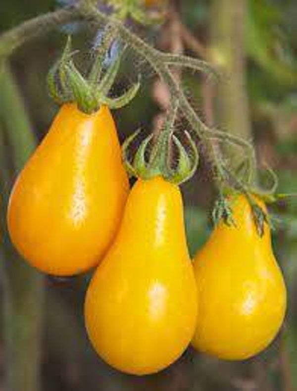 Tomate cerise poire jaune