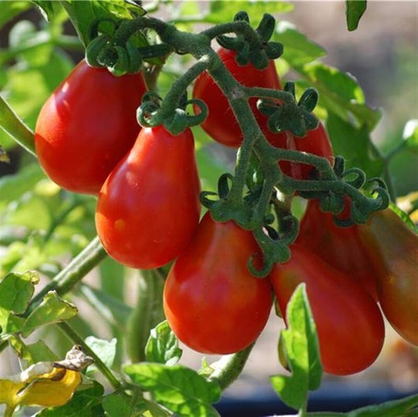 Tomate cerise Poire rouge