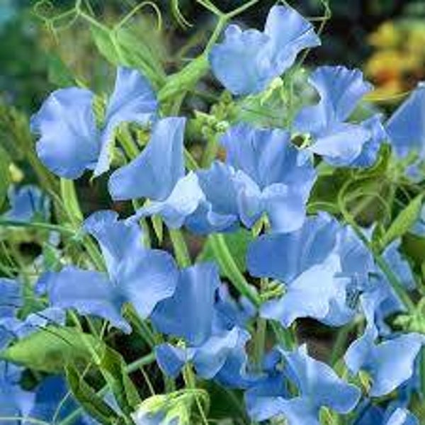 Pois de senteurs bleu