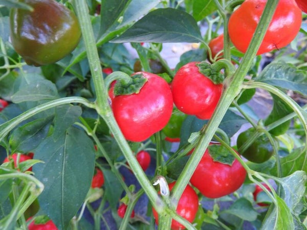 Mini Bell rouge