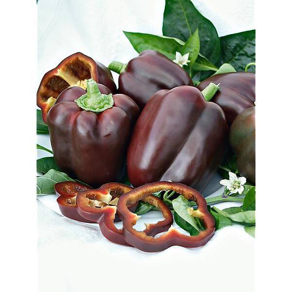 Poivron chocolat, violet ou blanc