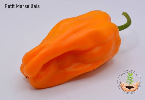 Poivron petit Marseillais graines