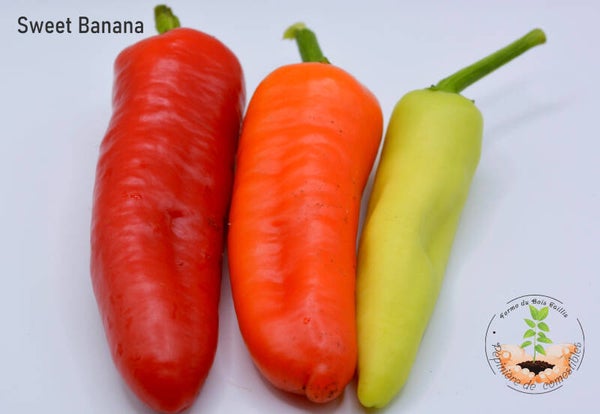 Poivron Sweet Banana graines