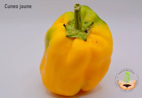 Cuneo jaune
