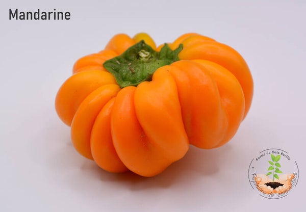 Poivron Mandarine
