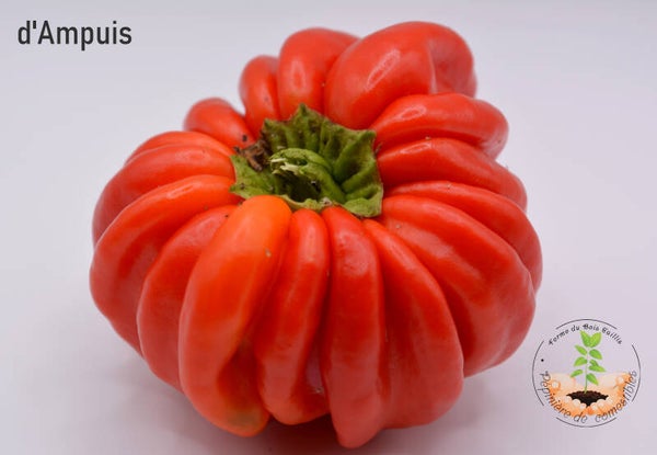 Poivron d'Ampuis graines
