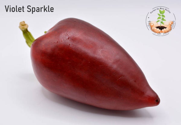 Poivron violet Sparkle graines