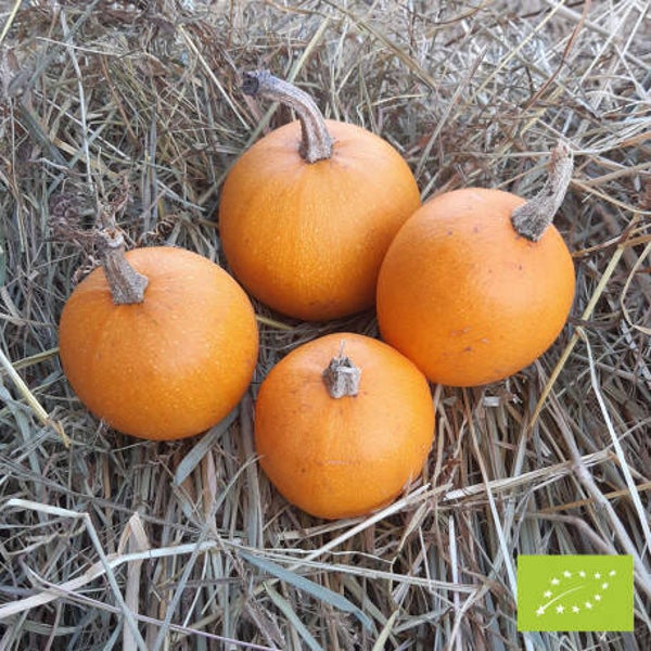 Courge pomme d'or