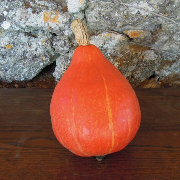 Potimarron Solor