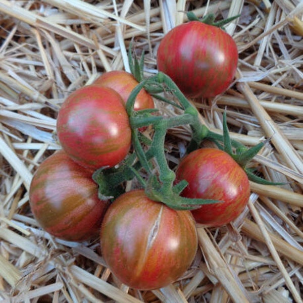 Tomate cerise Purple Bumble Bee