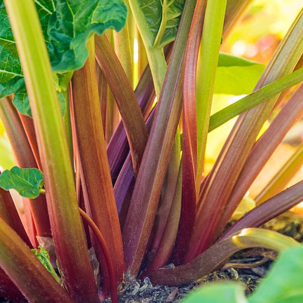 Rhubarbe Glaskin's