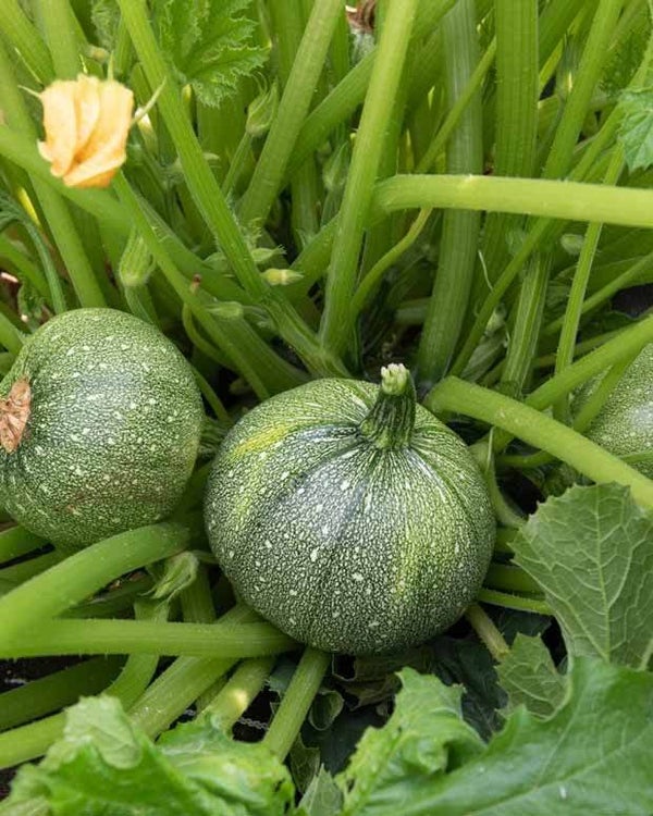 Courgette ronde de Nice