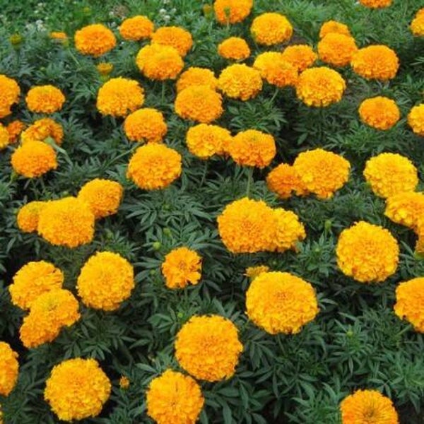 Roses d'Inde
