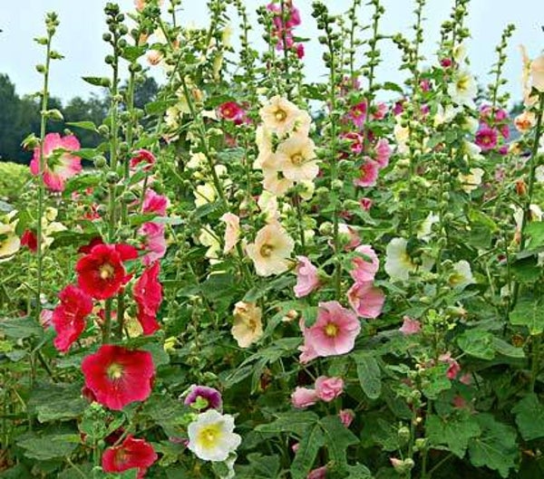 Rose trémière
