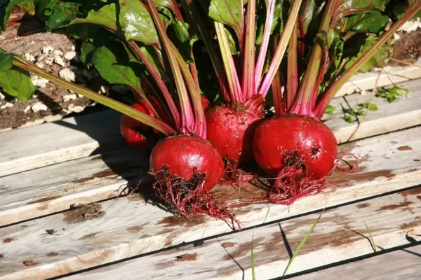 Betteraves rouges