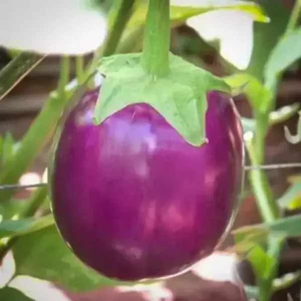 Aubergine Round Purple