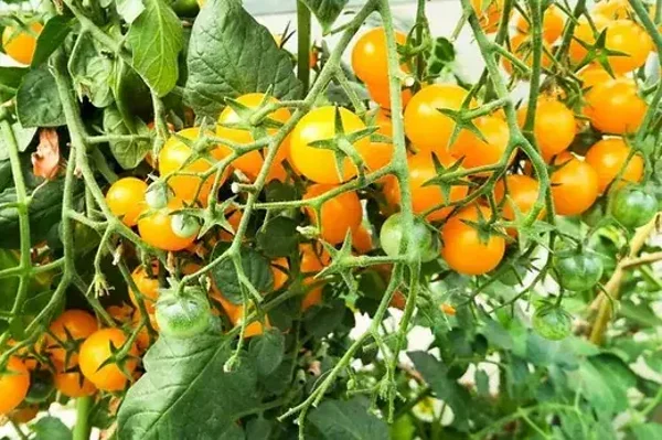 Tomate cerise sauvage des galapagos