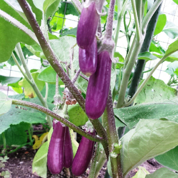 Aubergine Slim Jim