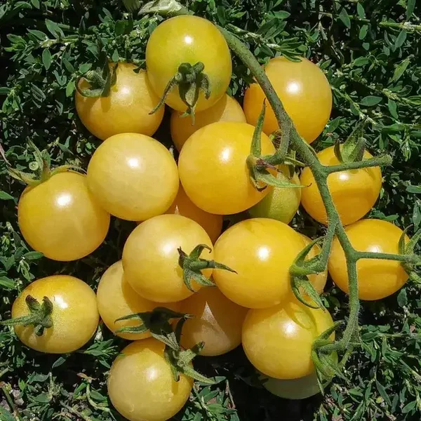 Tomate cerise Snow white