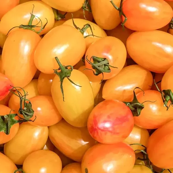 Tomate cerise Submarine Blush Cherry