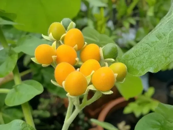 Tamarillo nain