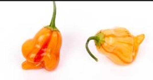 Piment Tangerine Tiger