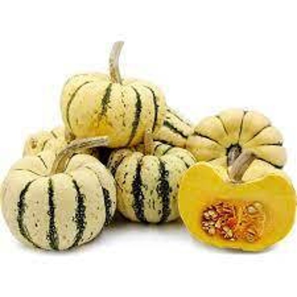 Courge Sweet Dumpling