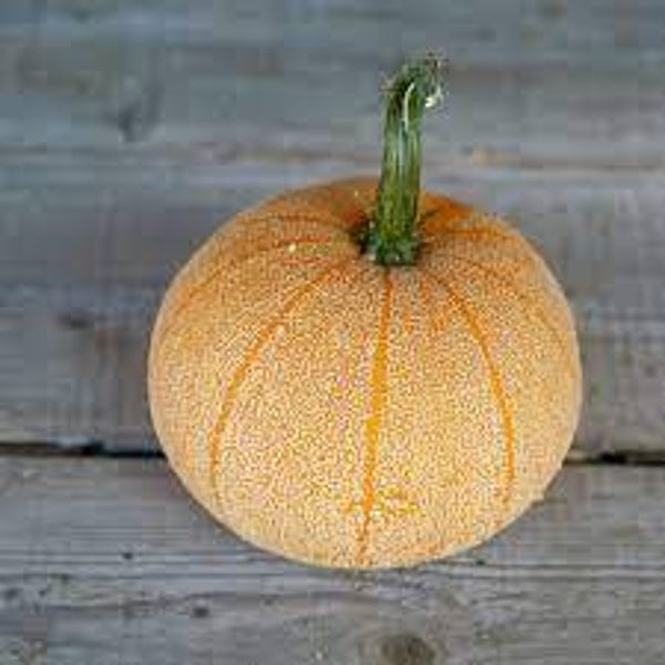 Courge Winter Luxury