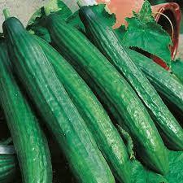 Concombre vert long maraicher graines