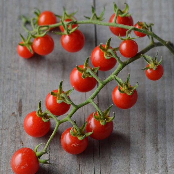 Tomate cerise Barbaniaka