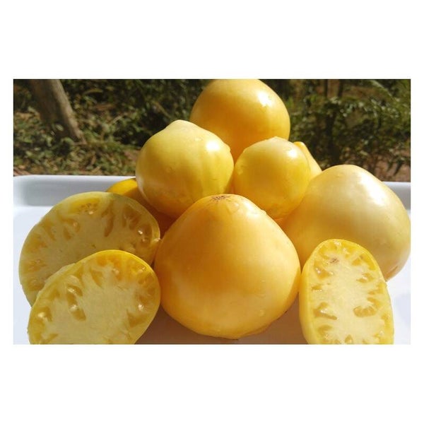 Tomate Pêche Blanche