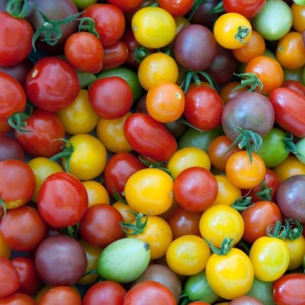 Tomates cerises