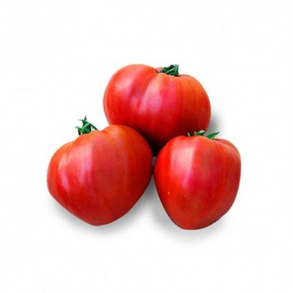 Tomates cœur de bœuf graines