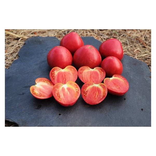 Tomate Cœur de Bœuf Rose Oxheart