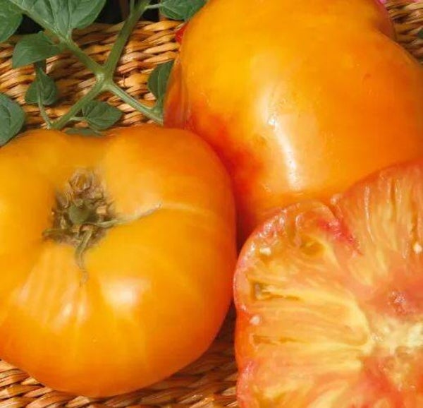 Tomate Hawaiian Pineapple graines