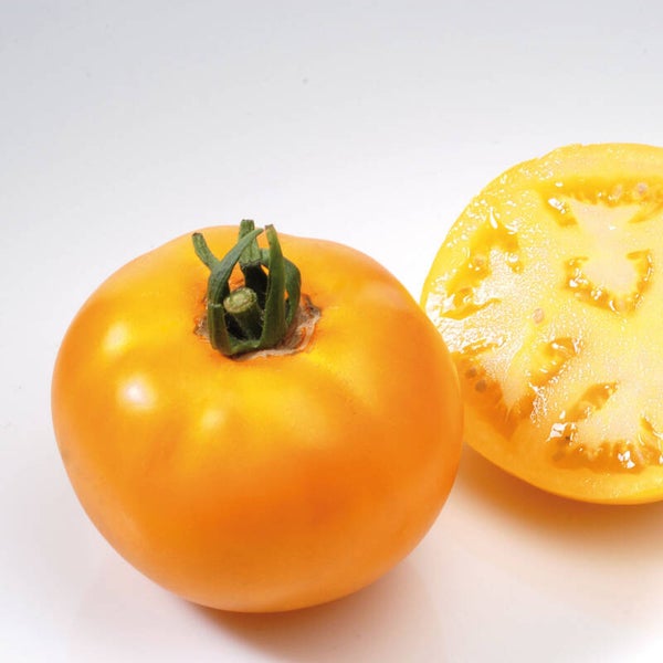 Tomate Lemon Bush graines