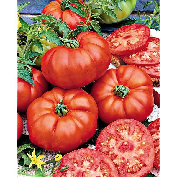 Tomate Marmande graines