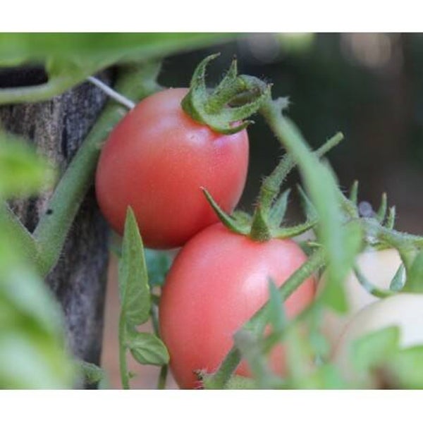 Tomate cerise Rose Pink Tai Eggs