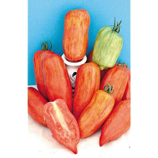 Tomate Roma Striée